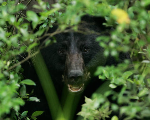 bear picture
