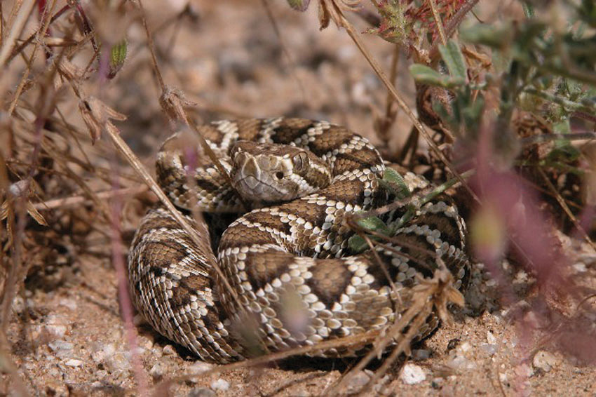snake picture